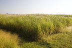 Miscanthus1 035.jpg